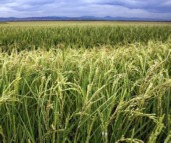 Colusa County Crop Reports