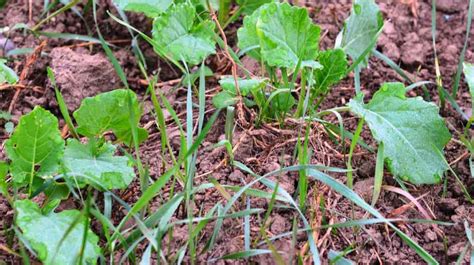 Colza : faire face aux adventices graminées - Syngenta France