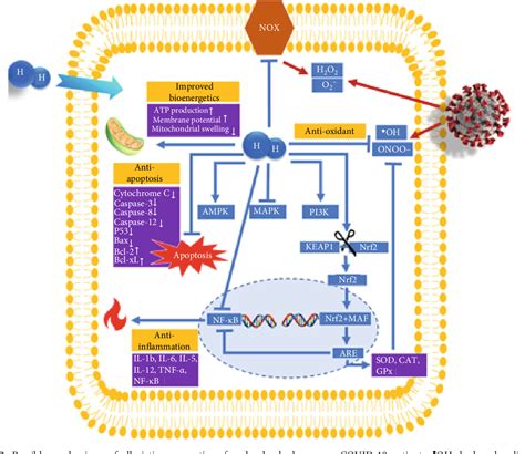 Combating Oxidative Stress and Inflammation in COVID-19 by …