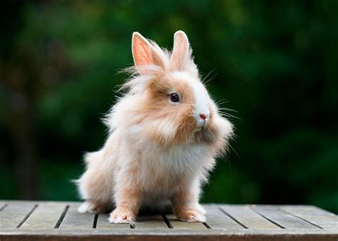 Combien un lapin nain peut il faire de bébé?