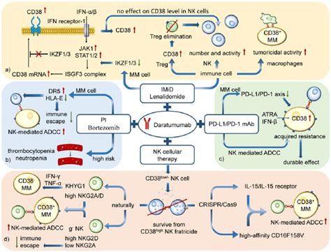 Combination Therapy with Daratumumab and CAR-NK Targeting CS1 …