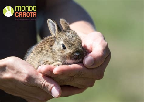 Come adottare un coniglio Animali dal Mondo