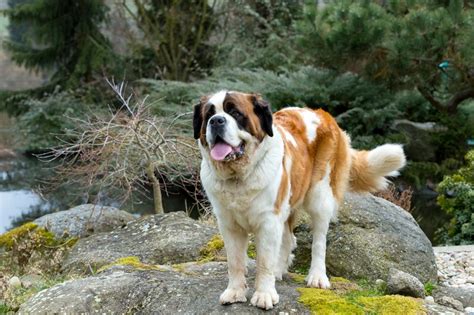 Come and See - St. Bernard