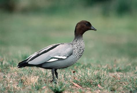 Come and discover the Australian Wood Duck