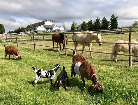 Come visit our small farm and see our Puppies and Adults that