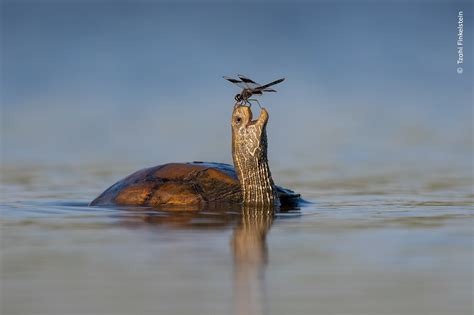 Comedy Wildlife Photographer of the Year 2024 finalists