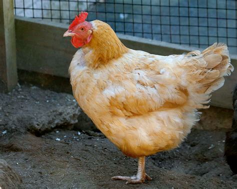 Comet chicken. The average Golden Comet chicken will lay about 280 eggs per year. The eggs are medium to large in size and have a light brown color with dark spots. The breed is known for its high egg production and good feed conversion ratio (the amount of feed required to produce one pound of body weight). Golden Comet chickens typically weigh between 4 and ... 