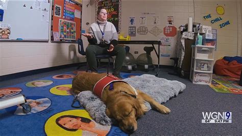 Comfort dog boosting spirits, attendance at suburban school