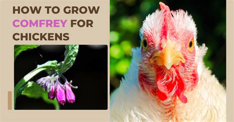 Comfrey and mulberries for ducks - BackYard Chickens