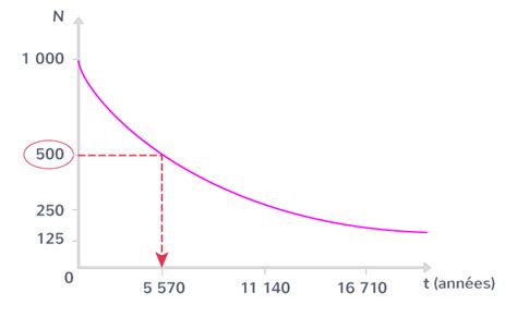 Comment Calculer La Demie Vie Du Carbone 14