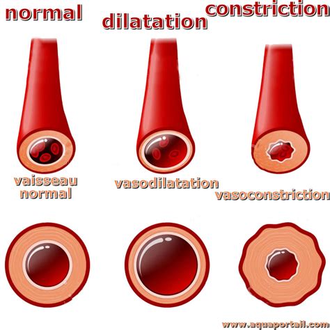 th?q=Comment+augmenter+la+taille+des+vaisseaux+sanguins+