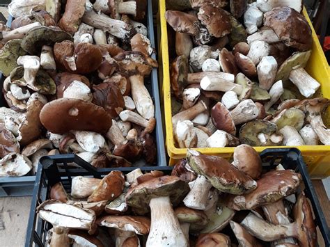 Comment conserver les cèpes