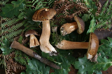 Comment nettoyer des cèpes