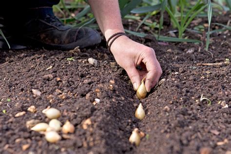 Comment planter des oignons de Mulhouse