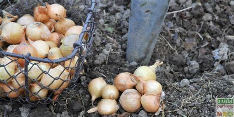 Comment planter les oignons de Mulhouse