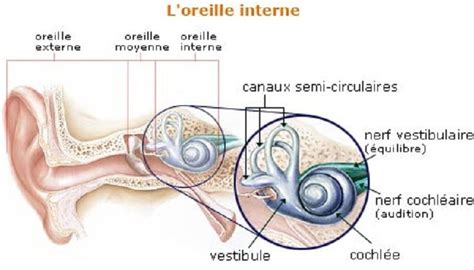 th?q=Comment+savoir+si+on+a+l'oreille+interne+