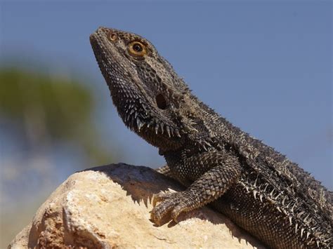 Comment se comporte le pogona - Pogona passion