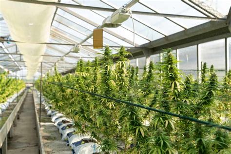 Commercial Cannabis Growing Equipment Guide: The 17 …