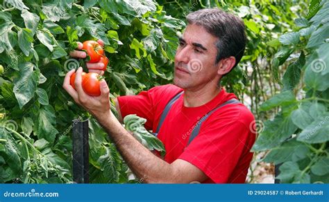 Commercial Production of Fresh Market Tomatoes