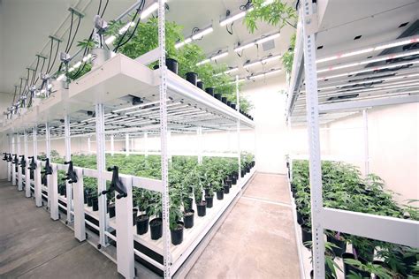 Commercial grow room.  Botanicare&reg; Slide Bench System &mdash; 1in ...