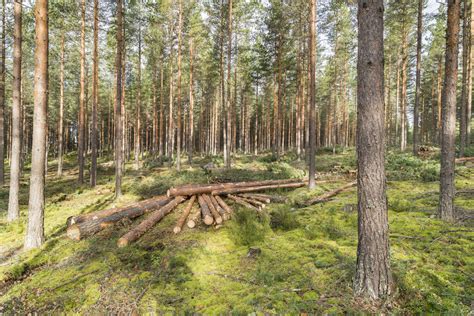 Commission approves €350 million Finnish scheme to promote sustainable forest management