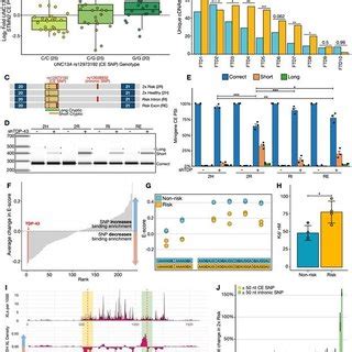 Common ALS/FTD risk variants in UNC13A exacerbate its cryptic ... - bioRxiv