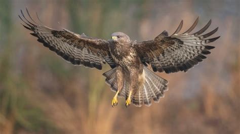 Common Buzzard: Description, Habitat, & Fun Facts