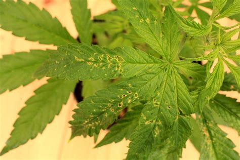 Common Cannabis Plant Diseases and Pests