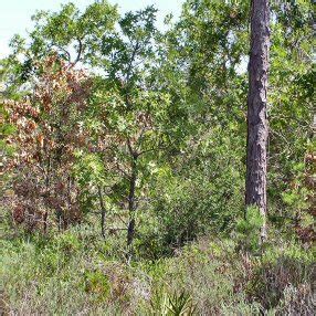 Common Causes of Oak Mortality - Florida Commissioner of Agriculture