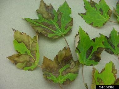 Common Disease Pests of Maple in North Carolina