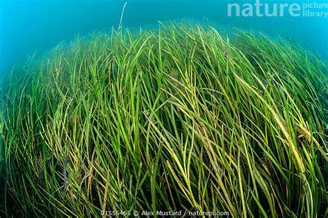 Common Eelgrass