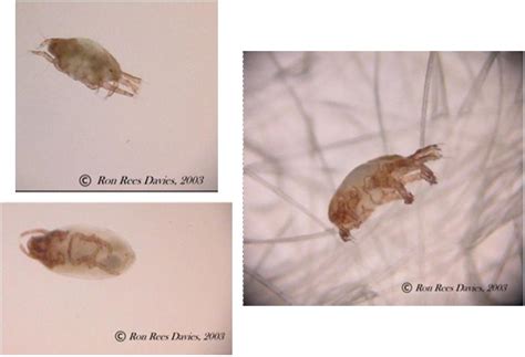 Common Fur Mites or Cheyletiellosis - MediRabbit