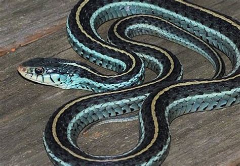 Common Gartersnake Florida Snake ID Guide