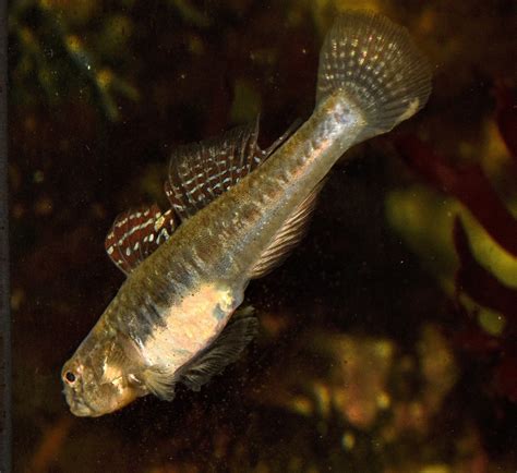 Common Goby British Wildlife Wiki Fandom