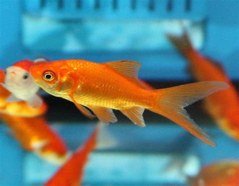 Common Goldfish Tips and Characteristics