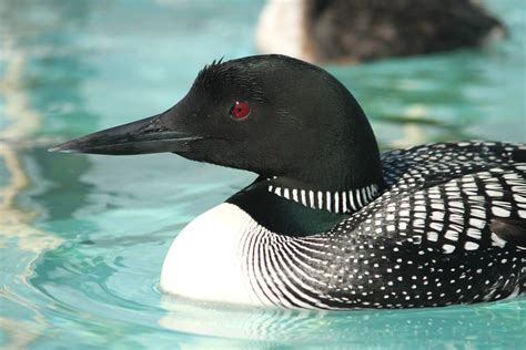 Common Loon - BirdWeb