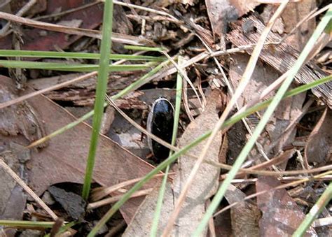 Common Methana - Methana marginalis - Brisbane Insects