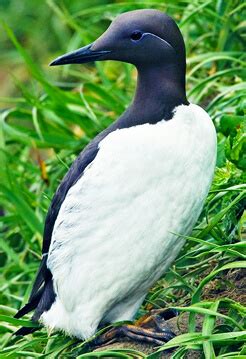 Common Murre Chicks Hatch for the First Time in 100 Years on …