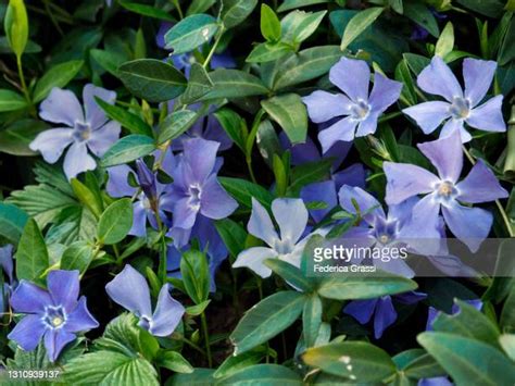 Common Periwinkle Photos and Premium High Res Pictures