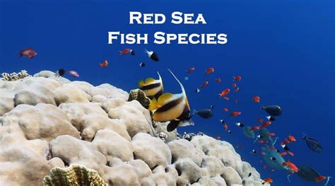 Common Red Sea Fish Species With Photos To See While Snorkeling