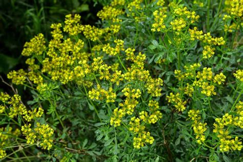 Common Rue