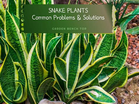 Common Snake Plant Problems Home Guides SF Gate