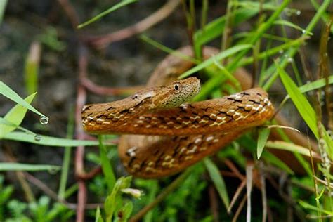 Common Snakes of Bangladesh - Indian Wildlife Club Forum