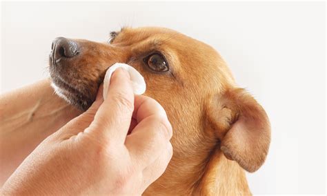 Common Types of Eye Discharge in Dogs Causes and Treatments Buddydoc