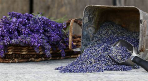 Common Uses of Lavender – Culinary, Crafts, Medicinal