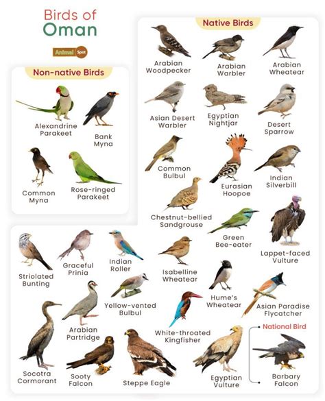 Common birds in oman an identification guide. - Környezeti hatásvizsgálatok nyilvánossága a hatósági eljárásokban.