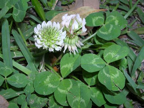 Common clover. Things To Know About Common clover. 