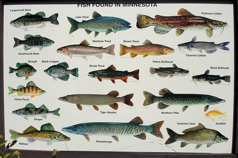 Common fishes of Minnesota Minnesota DNR