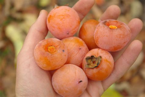 The American or common persimmon,. Diospyros virginiana, is a slow growing, moderately sized tree native to Kentucky. Fruit are about 1 to 2 inches in diameter.. 