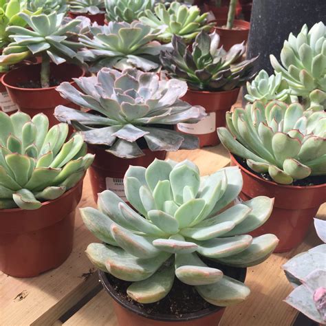 Common succulents. Clean the pot in hot soapy water. Letting the plant and pot dry then replant with new soil. Throw away the old soil because there might still be mealybug eggs left in there. Use either rubbing alcohol (isopropyl alcohol) or neem oil and dish soap mixture to spray the whole infected plant. 